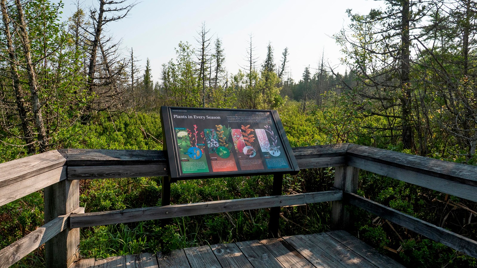 An interpretive exhibit mounted on a boardwalk surrounded by marsh vegetation.