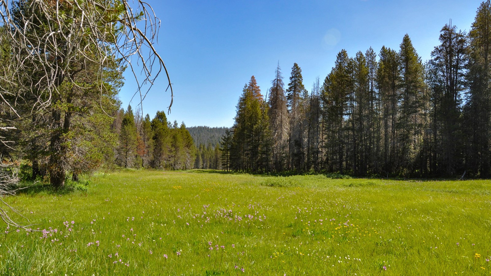 Green grassy meadow with blue skies and trees
