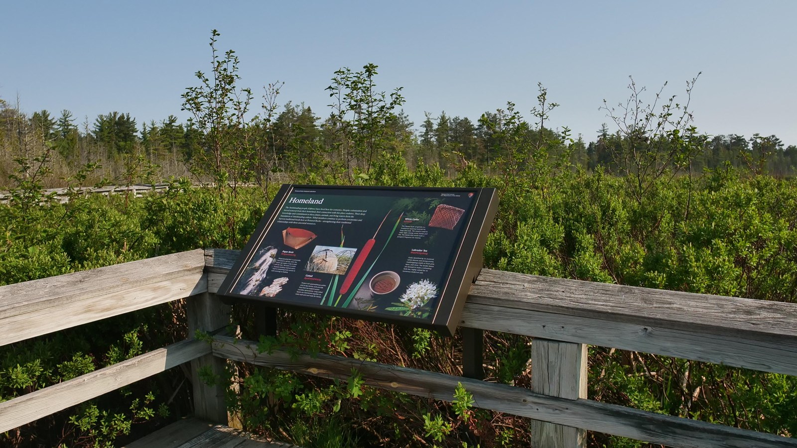 An interpretive exhibit with a birch bark basket and cattails overlooks a marshy clearing.