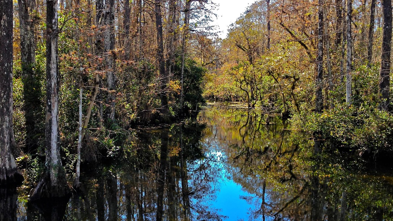 Cypress trees lining a channel of water. 