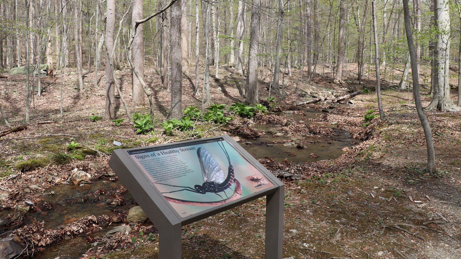 A wayside panel describing healthy stream traits, standing next to a stream in a forest.