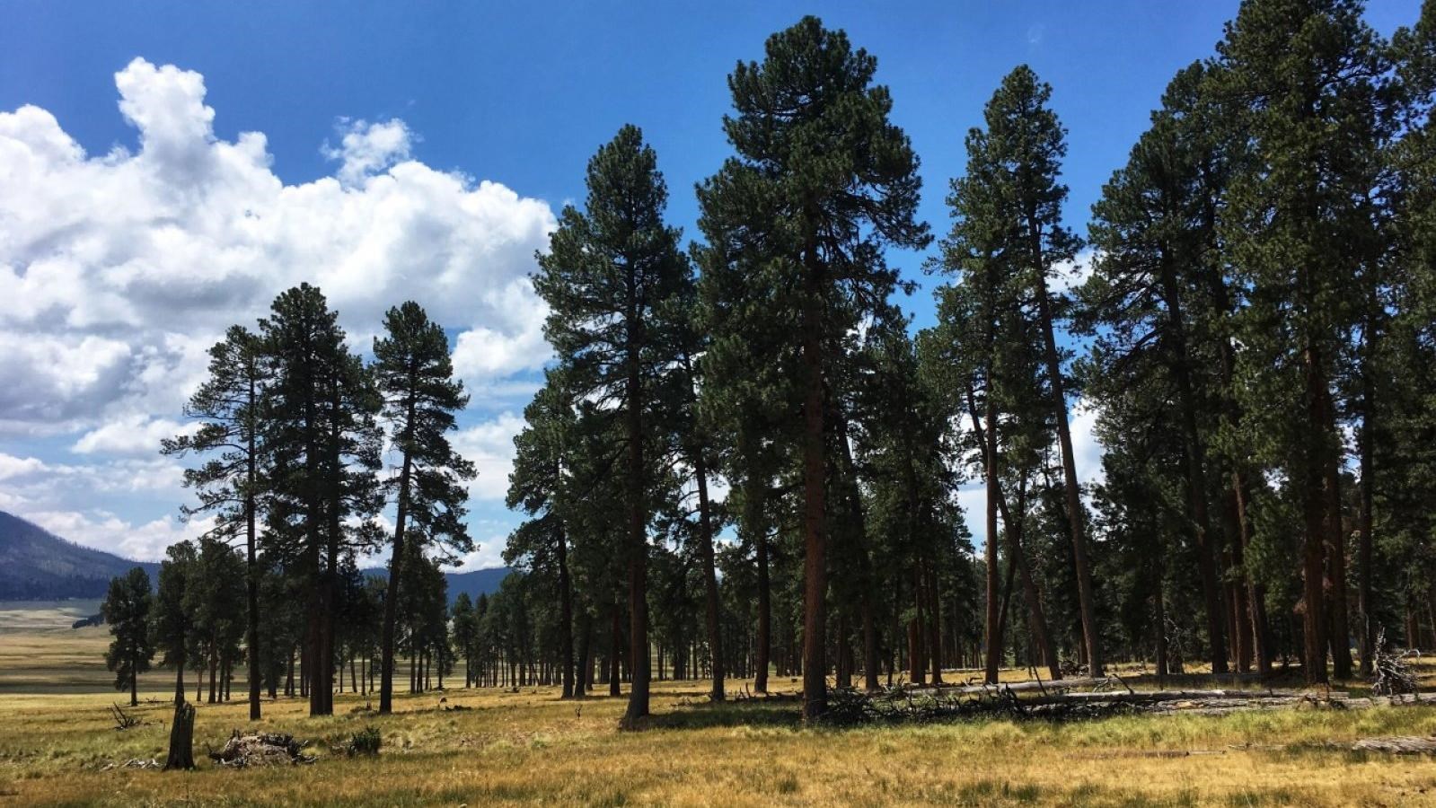 A grove of approximately 100 tall Ponderosa pine trees with clouds in the background.