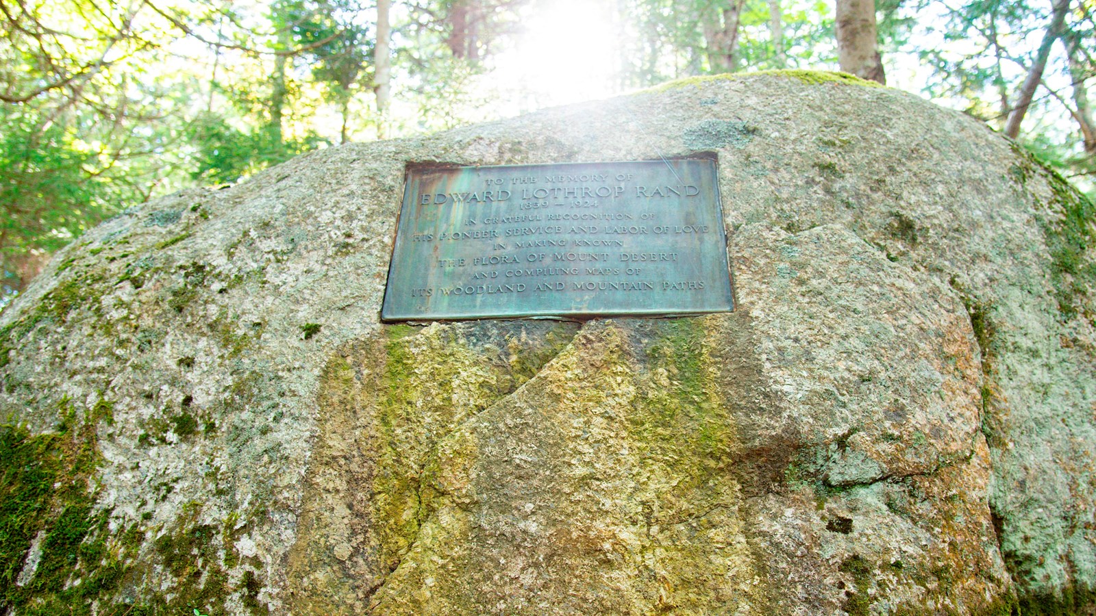 sunshine through the trees above a large rock with bronze plaque embedded in it