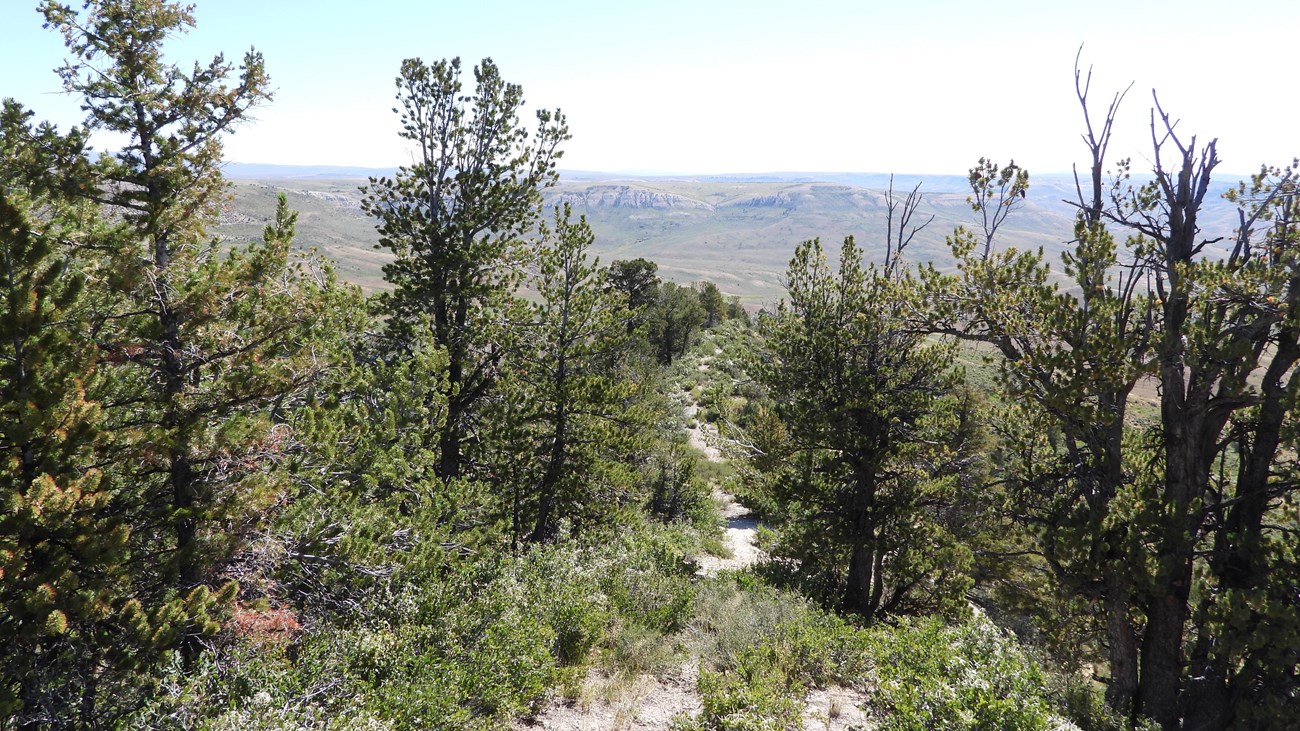 A trail leads downhill between shrubs and conifers. Ridges and valleys are visible in the distance.