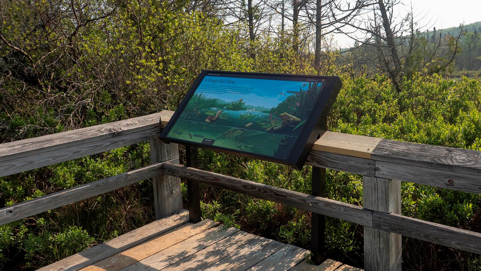 An interpretive exhibit mounted to a boardwalk overlooking a marshy pond.