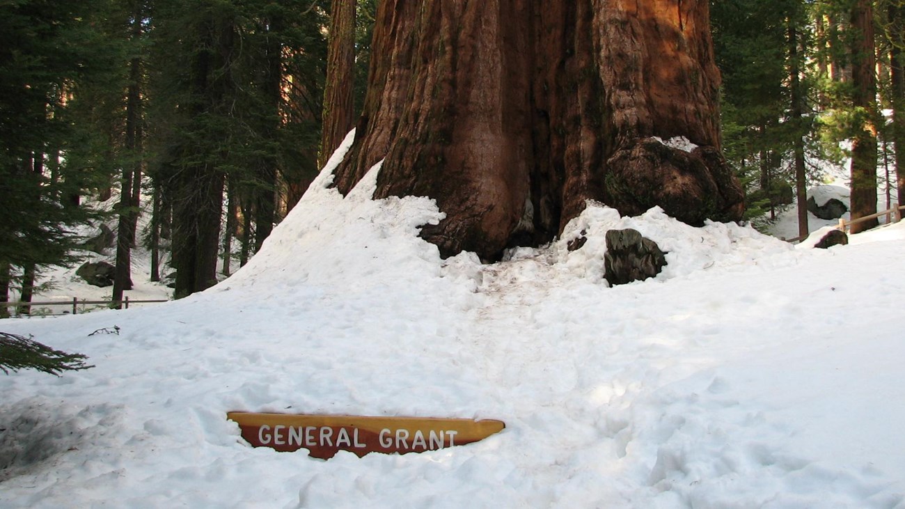 A snow covered giant sequoia tree trunk with a half buried sign in front of it labeled General Grant