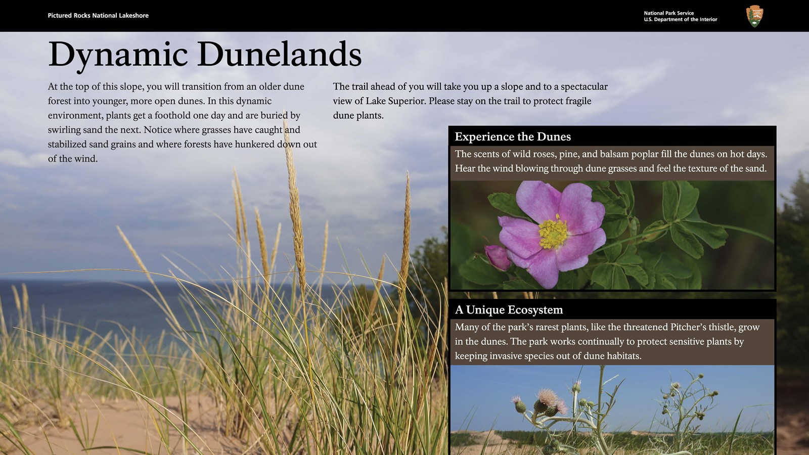 A wayside with a photo of dune grasses. Callouts have photos of wild roses and thistles.