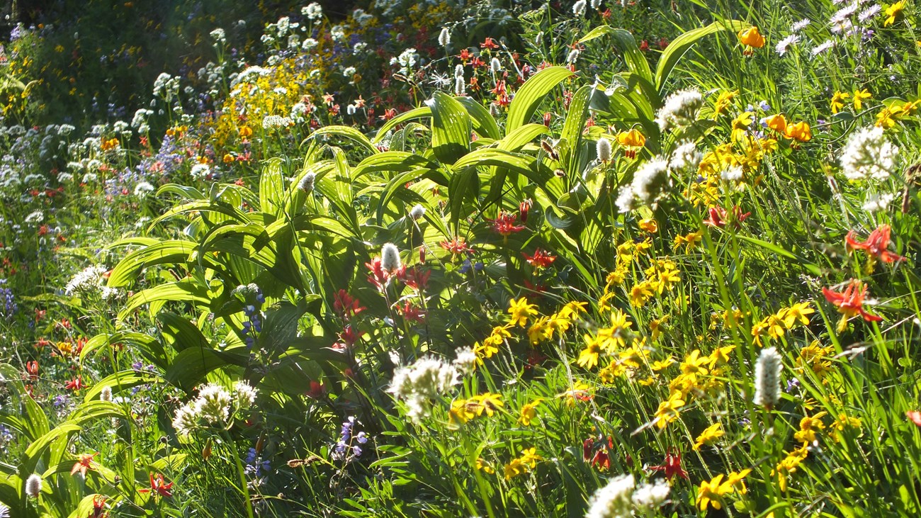 A diverse cluster of colorful flowers fills the image. The plants seem to glow in the morning light.