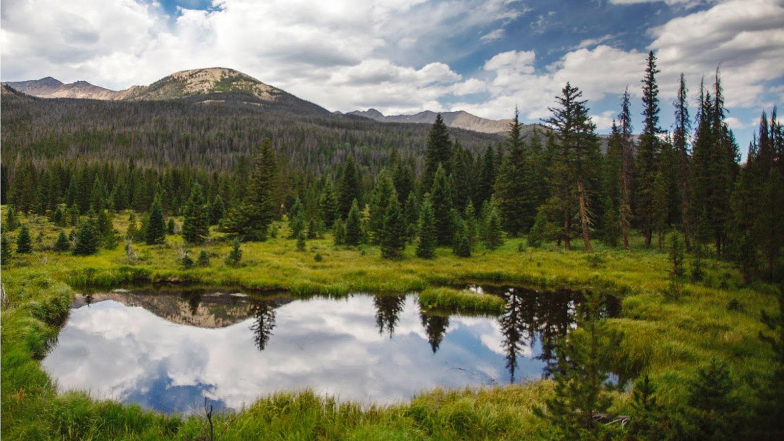 sky and clouds reflected in a small pond surrounded by grass and pine trees