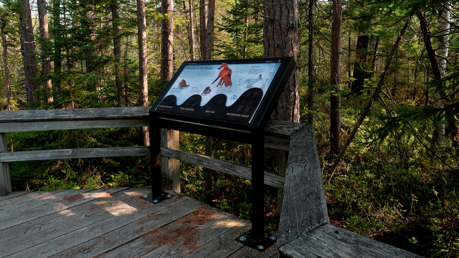 An interpretive exhibit mounted to a boardwalk looking into a thickly wooded area.
