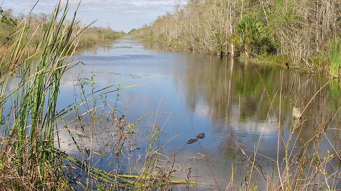 Canal with alligator in the foreground and vegetation along both sides