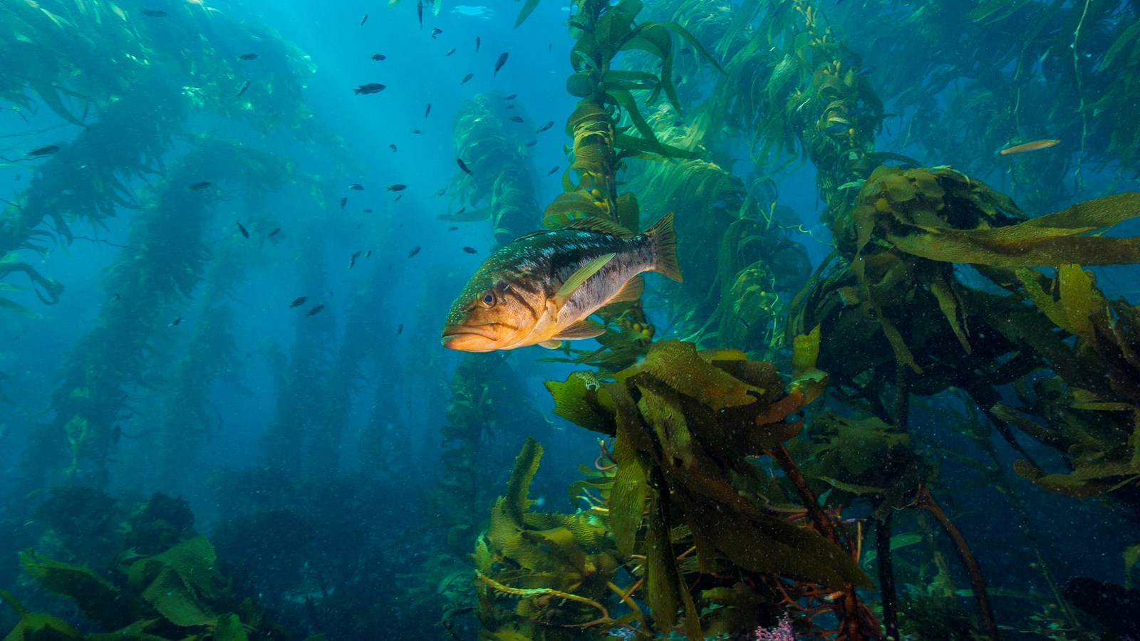 fish in ocean swimming next to tall kelp plants rising to surface