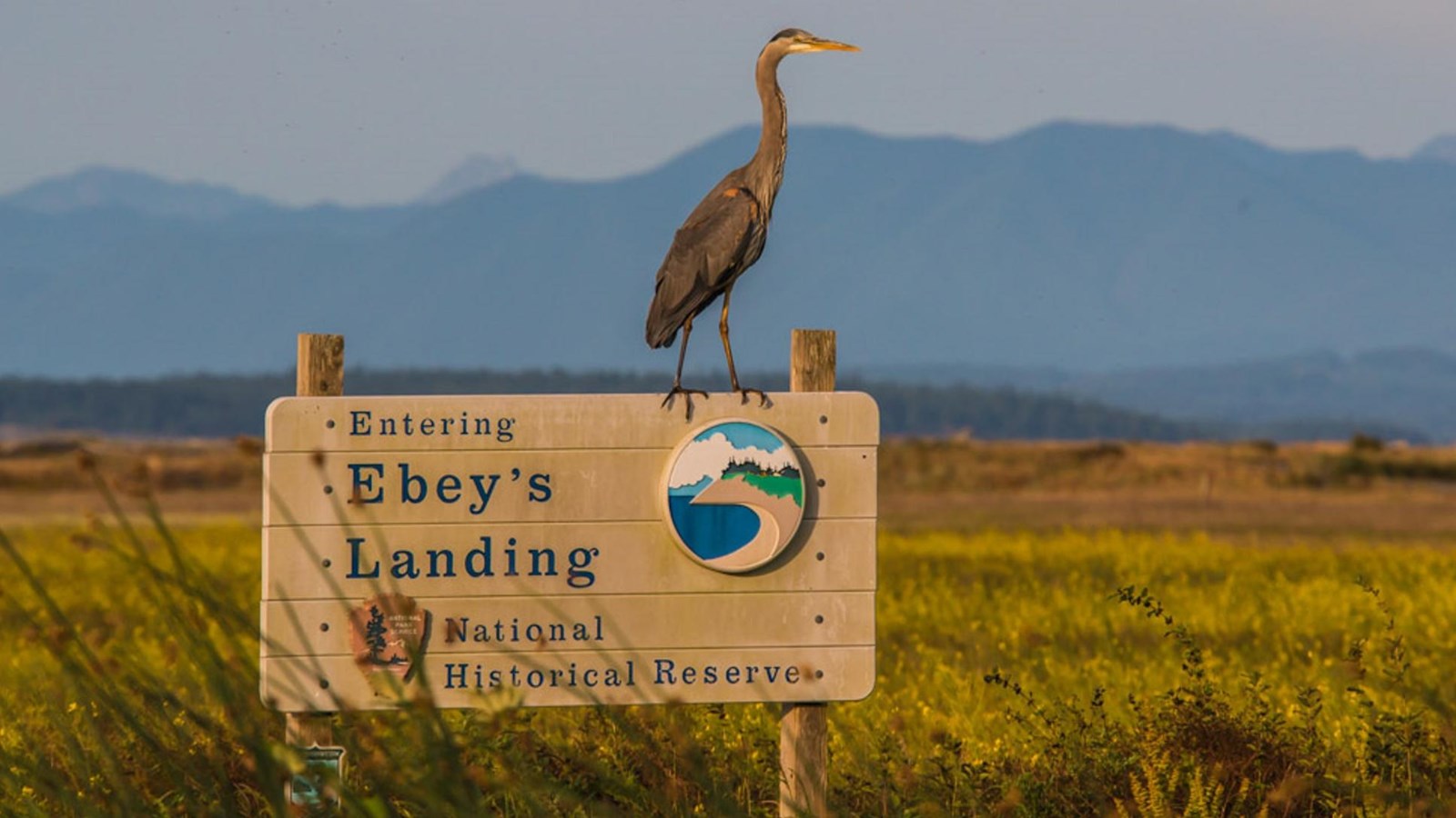 Large bird on sign in grass with mountains behind.