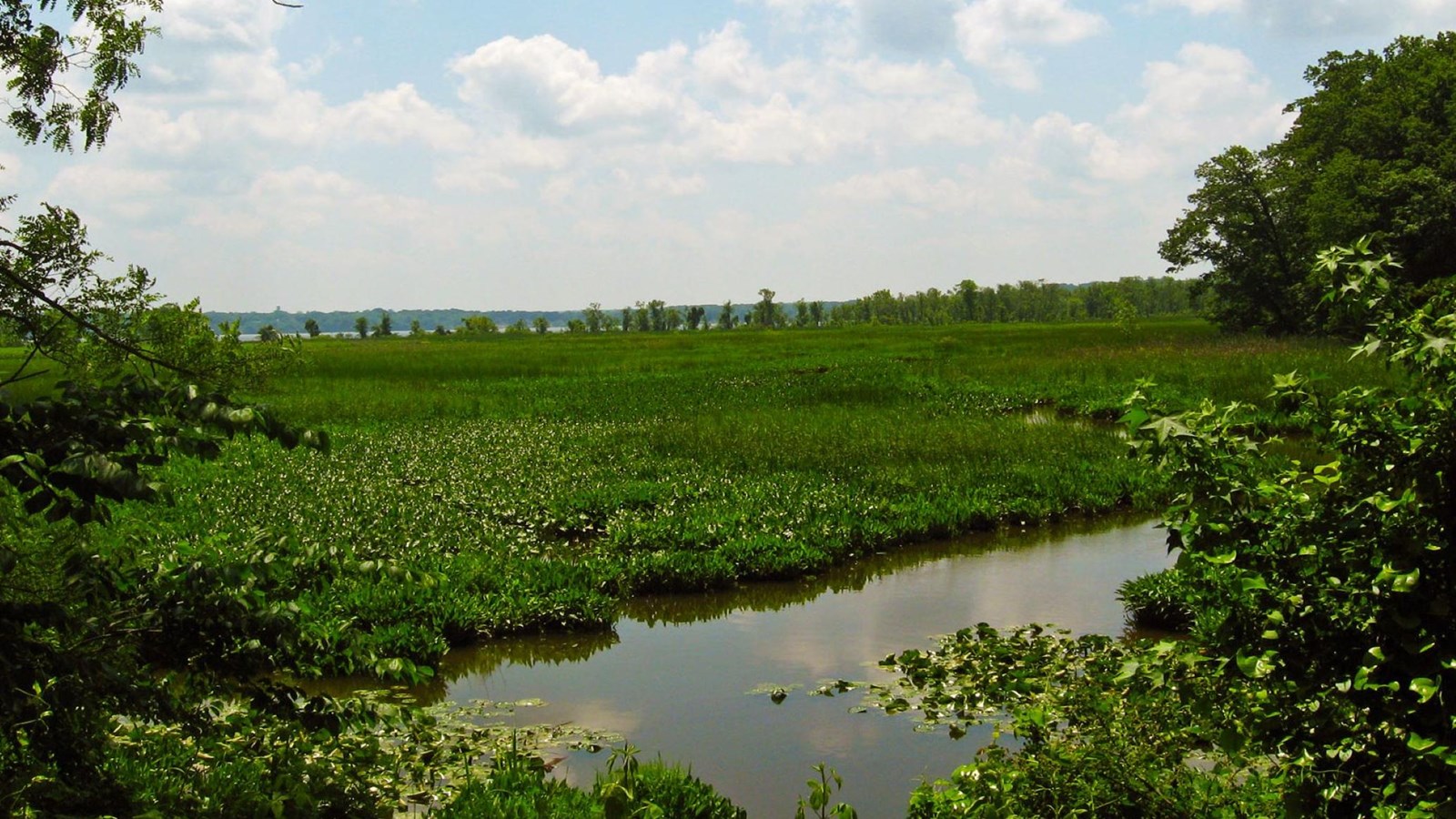 A wetland in summer. 