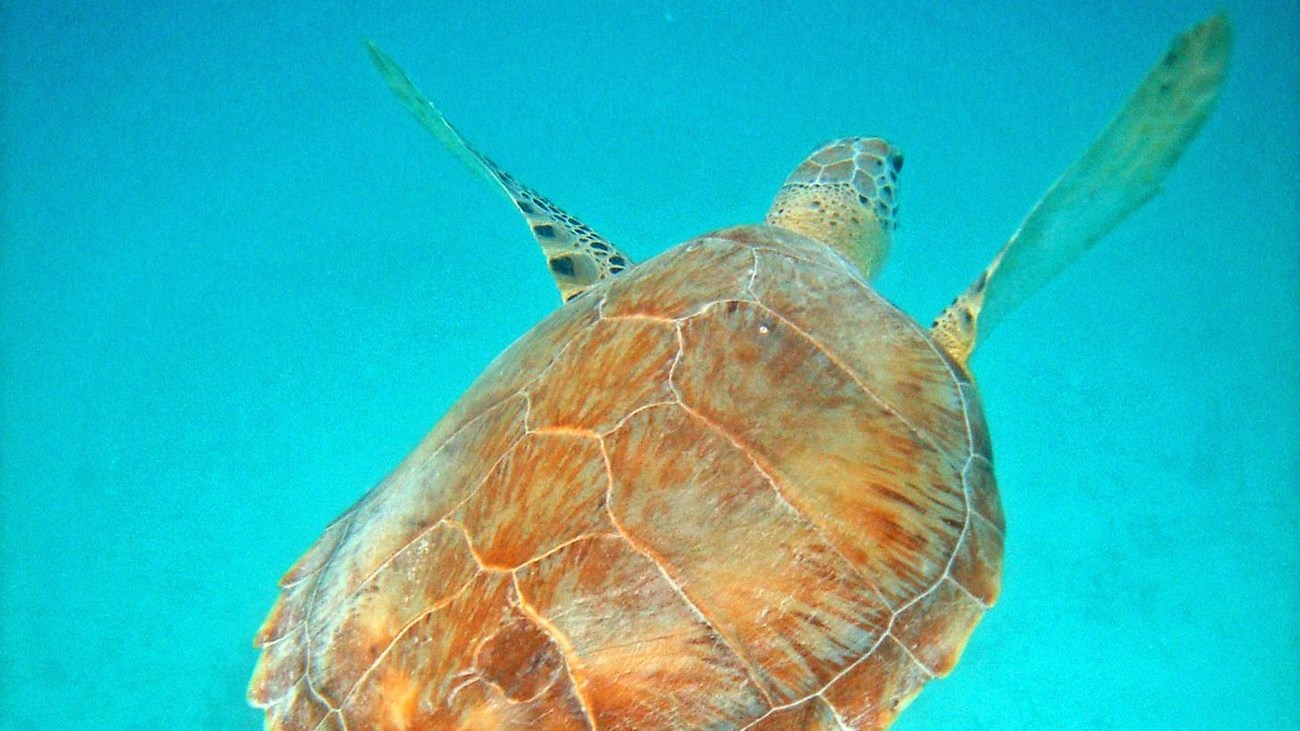 A large sea turtle swims through bright turquoise water.