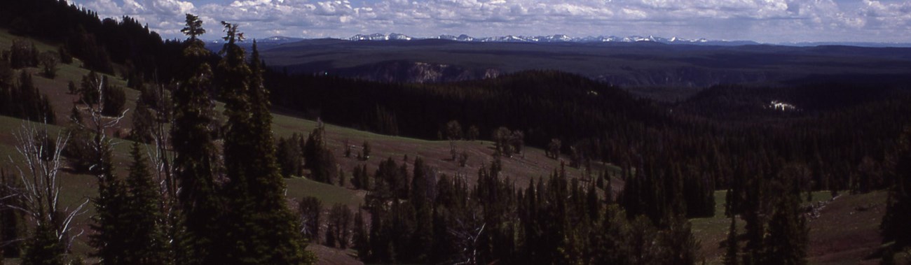 View of a forested mountainside with a canyon visible in the distance.