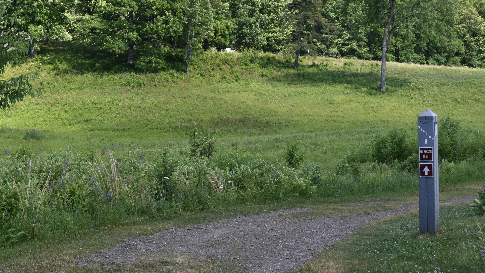 Gray post marker next to a grassy trail, 