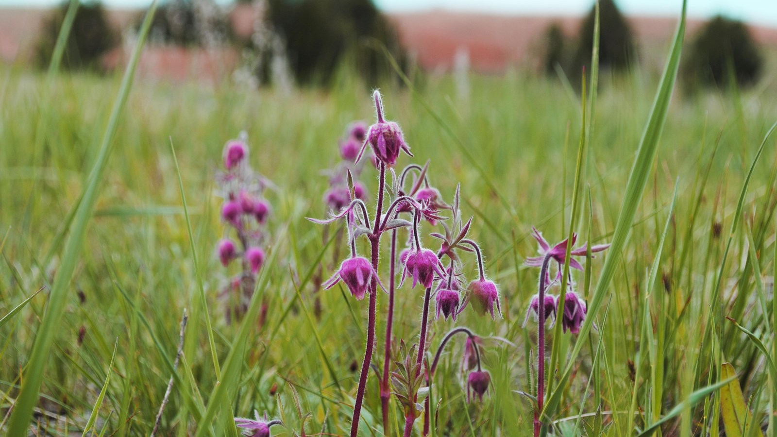 Prairie Smoke