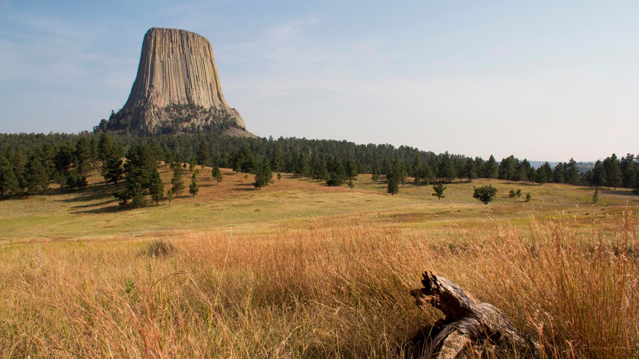 A view of a tall grass prairie with a tree log in the foreground and Devils Tower in the back.