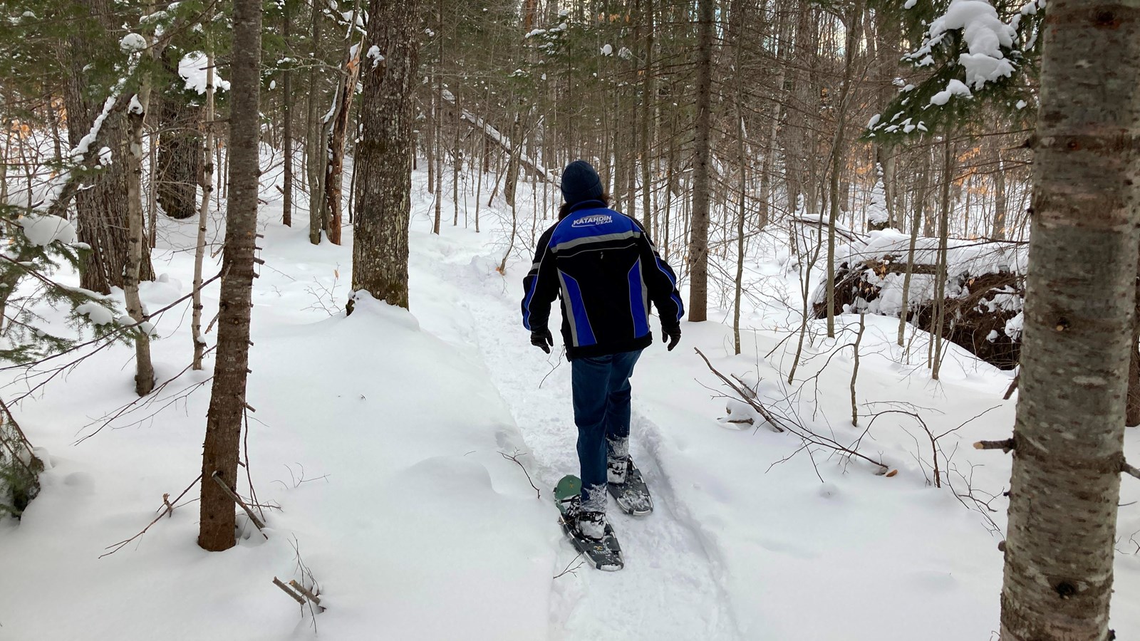 Snowshoer in blue parka walking on the trail in the woods.