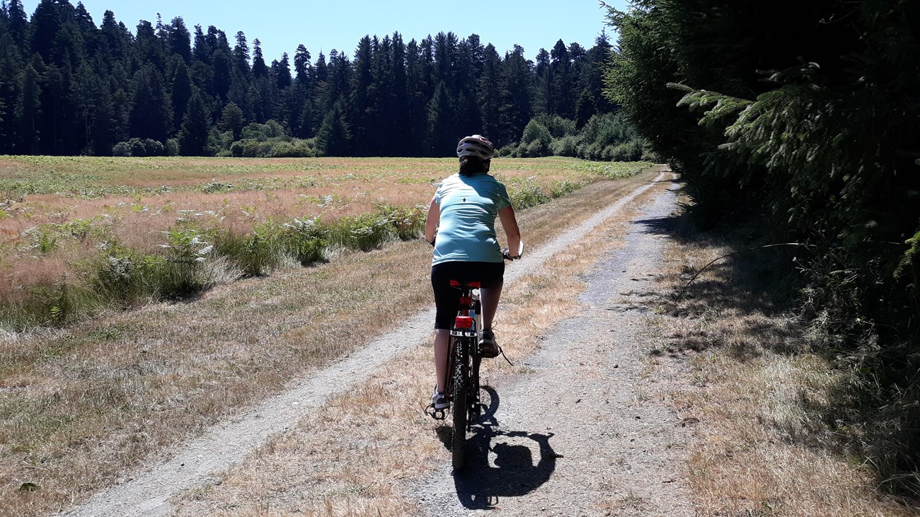 A person bikes on a level dirt road between a meadow and trees