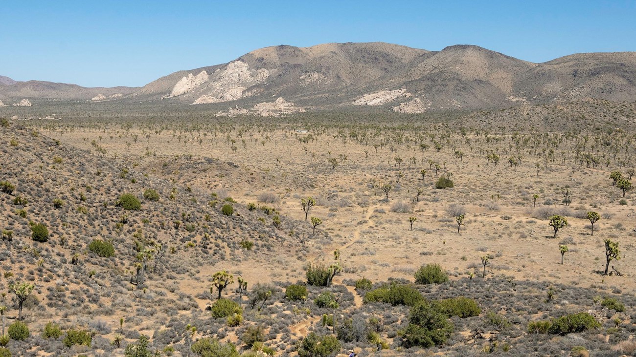 A landscape filled with scattered Joshua trees, hills, and mountains in the background. 