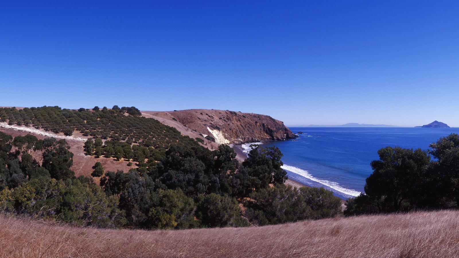 trees on low ocean bluff with beach and islands offshore