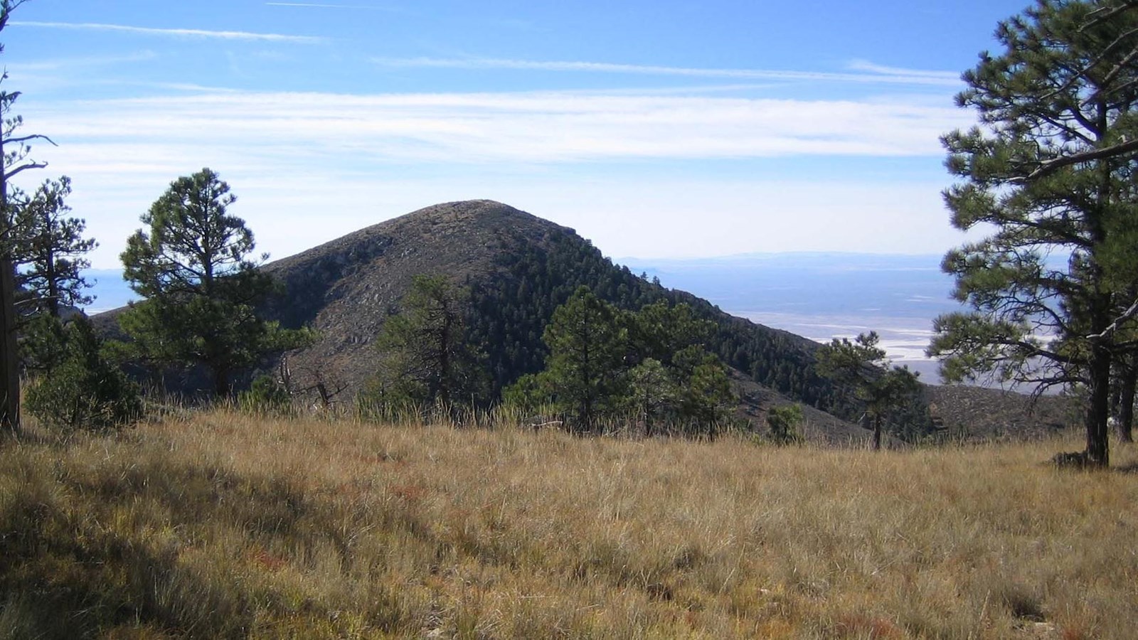 A distant summit rises beyond a grassy mountains slope with pine trees.