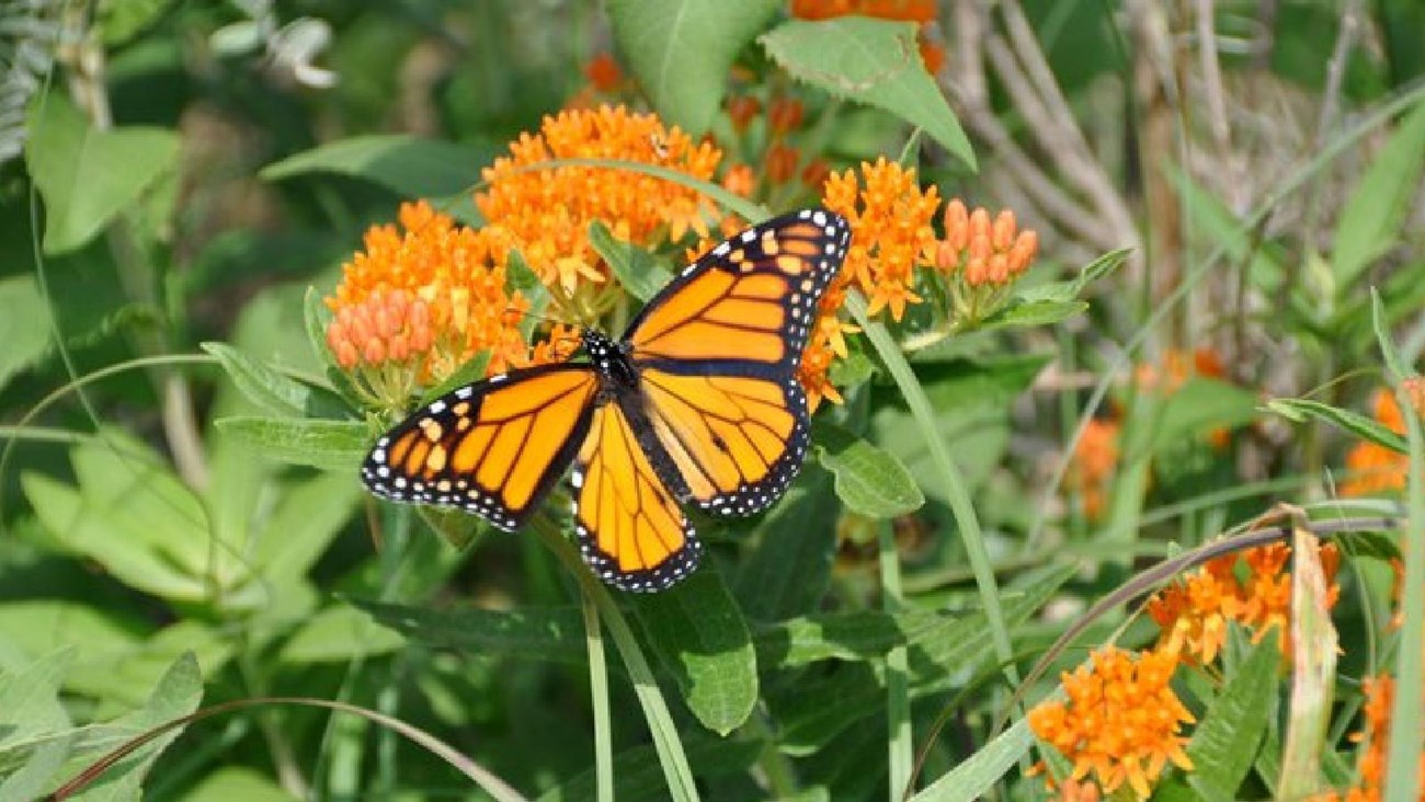 Black and orange butterfly perched on top of green grass. 