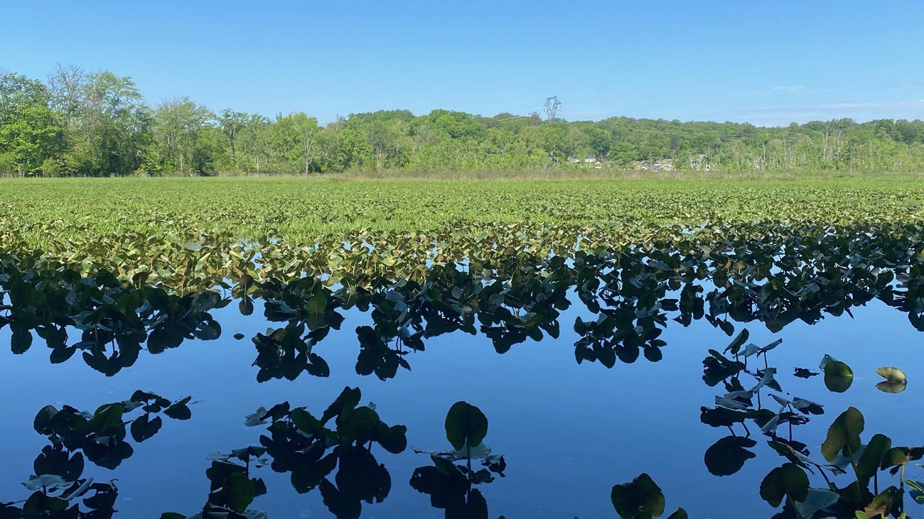Water body full of aquatic vegetation lined with trees and a blue sky in the background