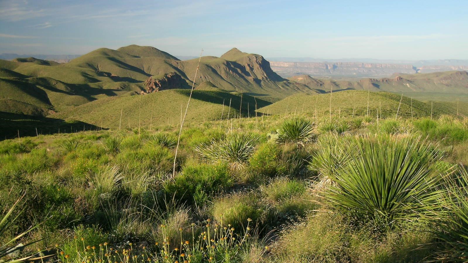 Mountainous terrain dominated by sotol, grasses, shrubs, and yellow wildflowers.
