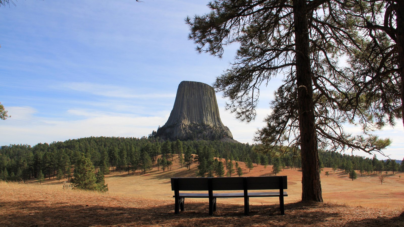 a bench in the shade of a pine tree looking out over prairie and Devils Tower