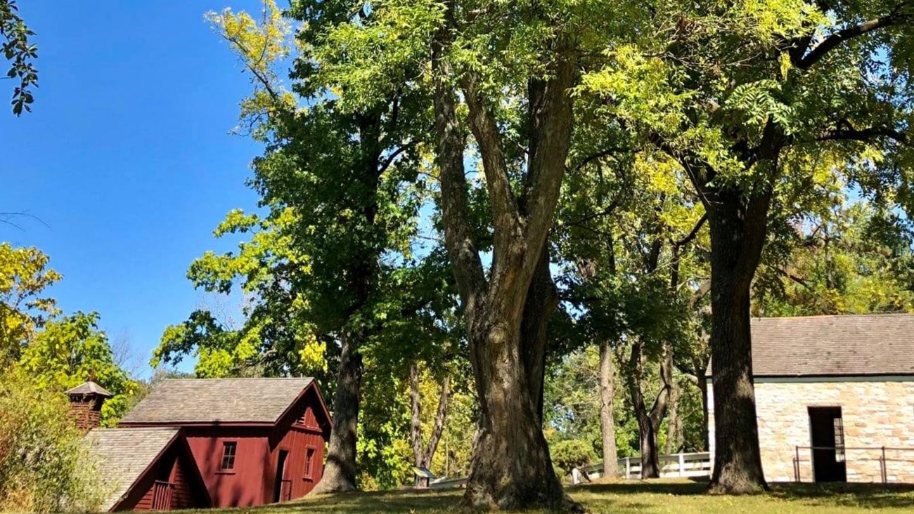 Large gingko tree with red building to the left and stone building to the right.