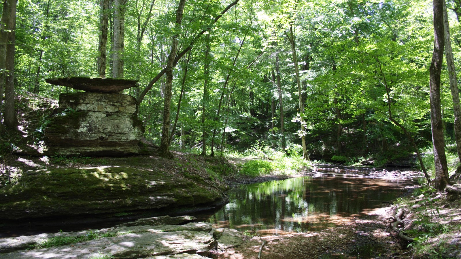 A forest and stream, boulders lining the stream. 