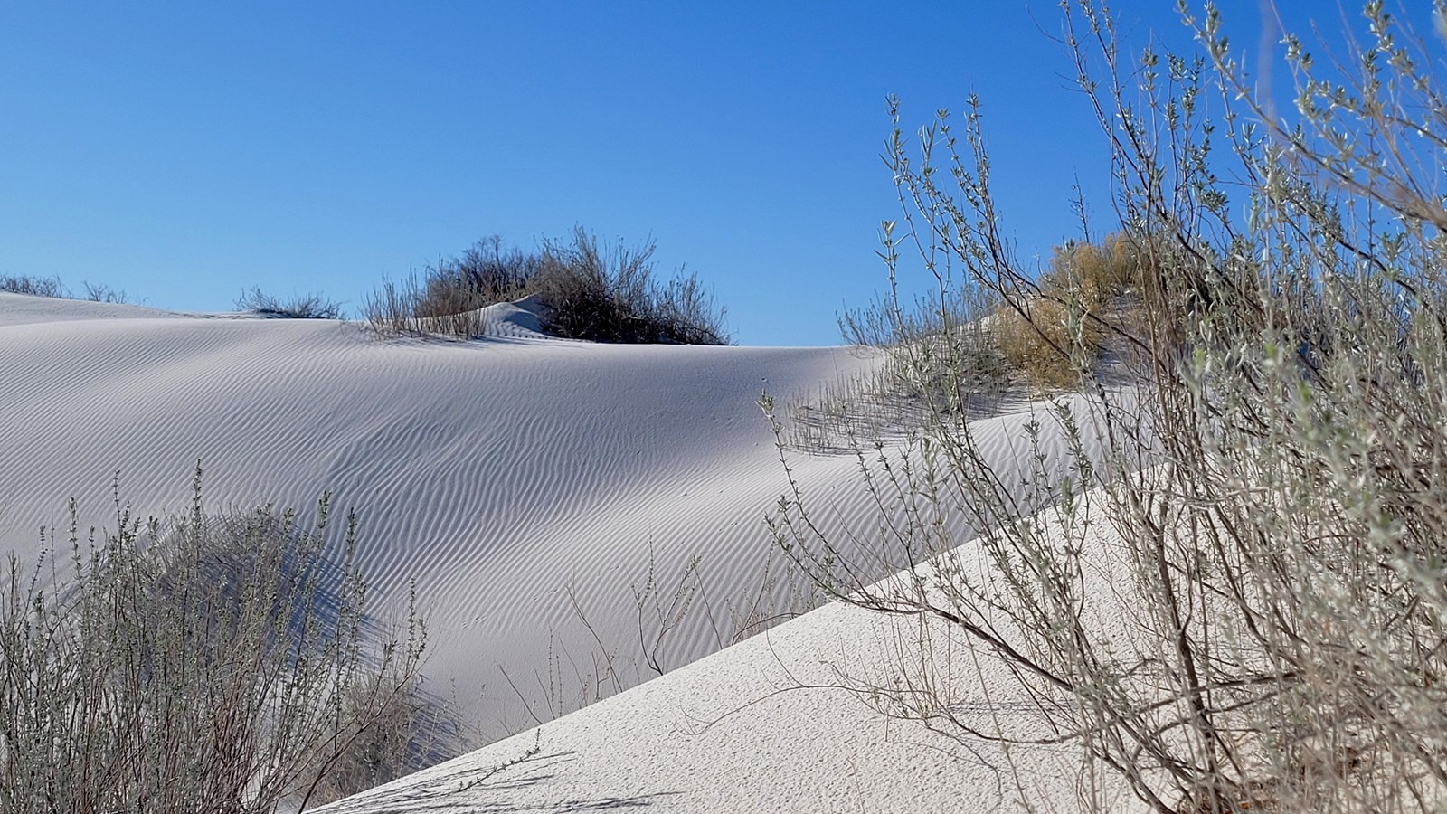 Pale green hoary rosemary mint grows out of the white gypsum sand