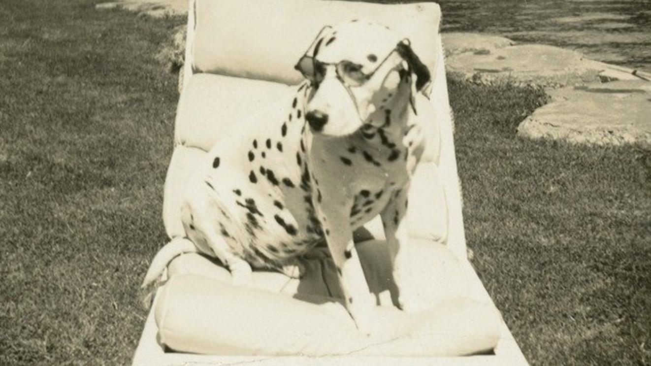 Blemie, a dalmatian, sits on his lawn chair.