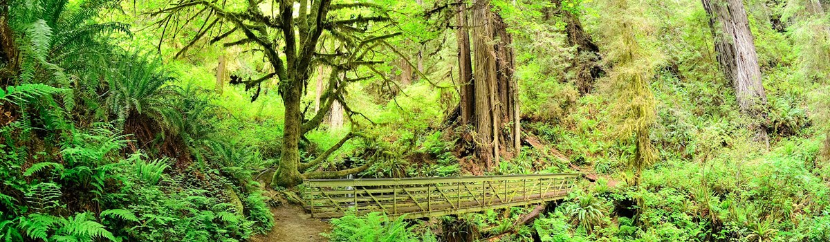 Best 1-hour walk in the Redwoods