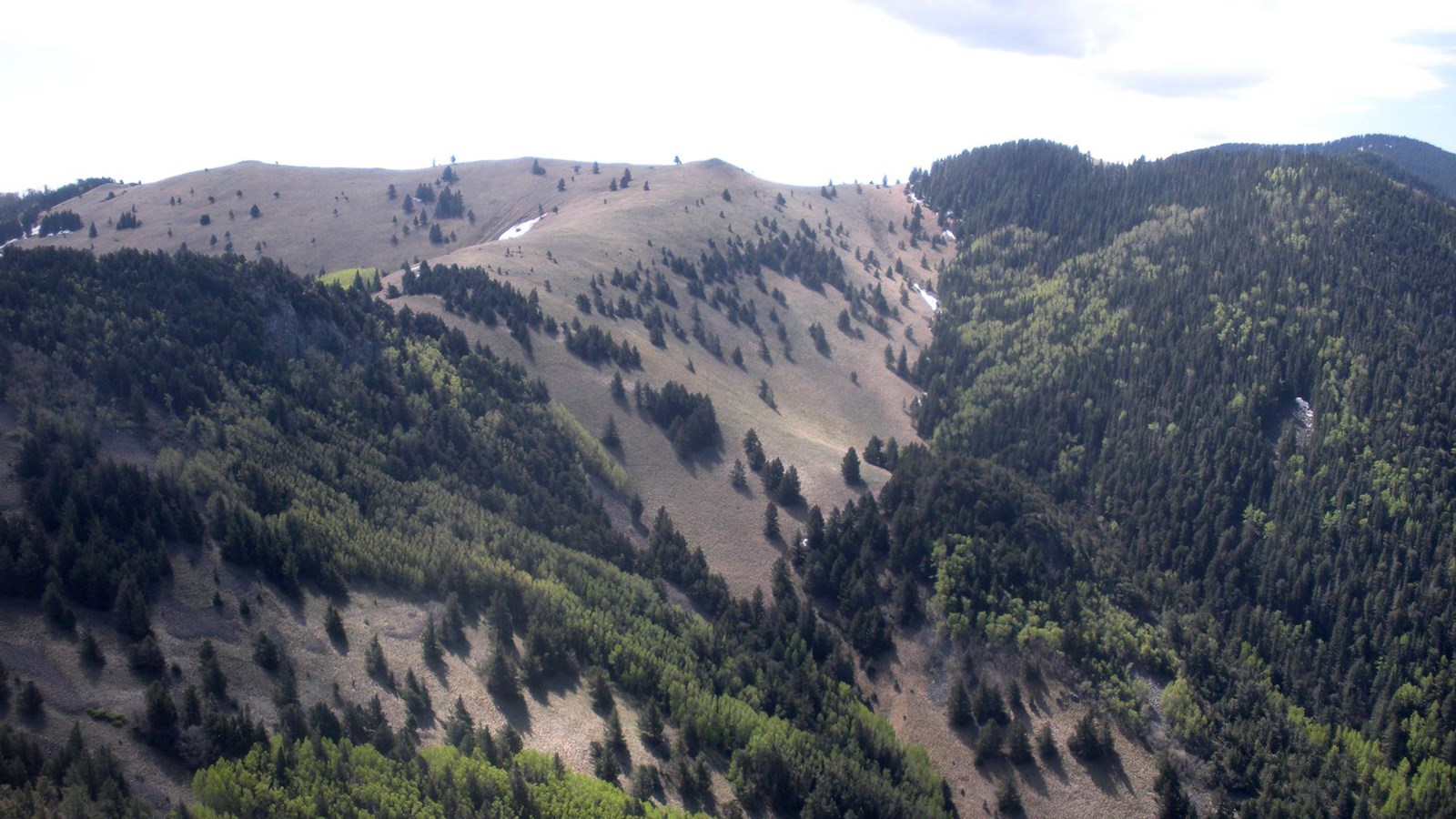 Photo of an area within Lincoln National Forest.