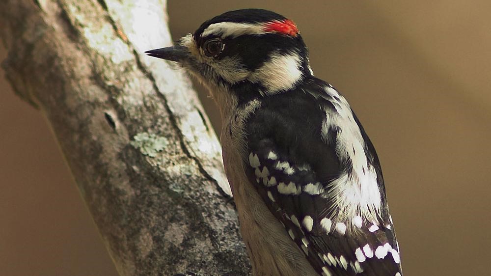 Downy Woodpecker on a tree
