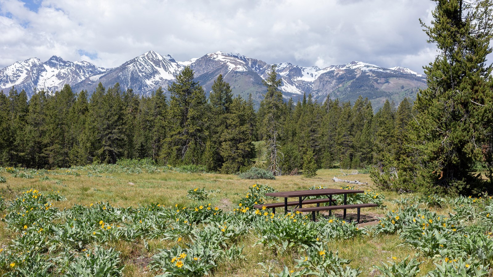 Picnic table sitting in field of wildflowers