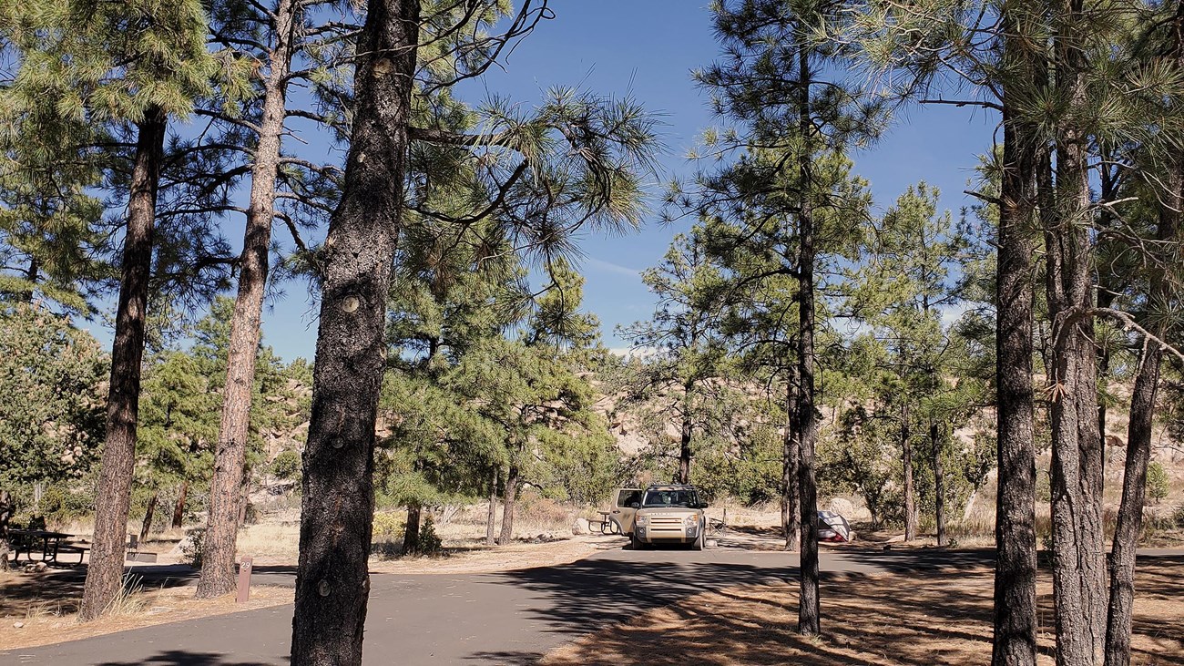 Tall pine trees blanket the Juniper Campground.
