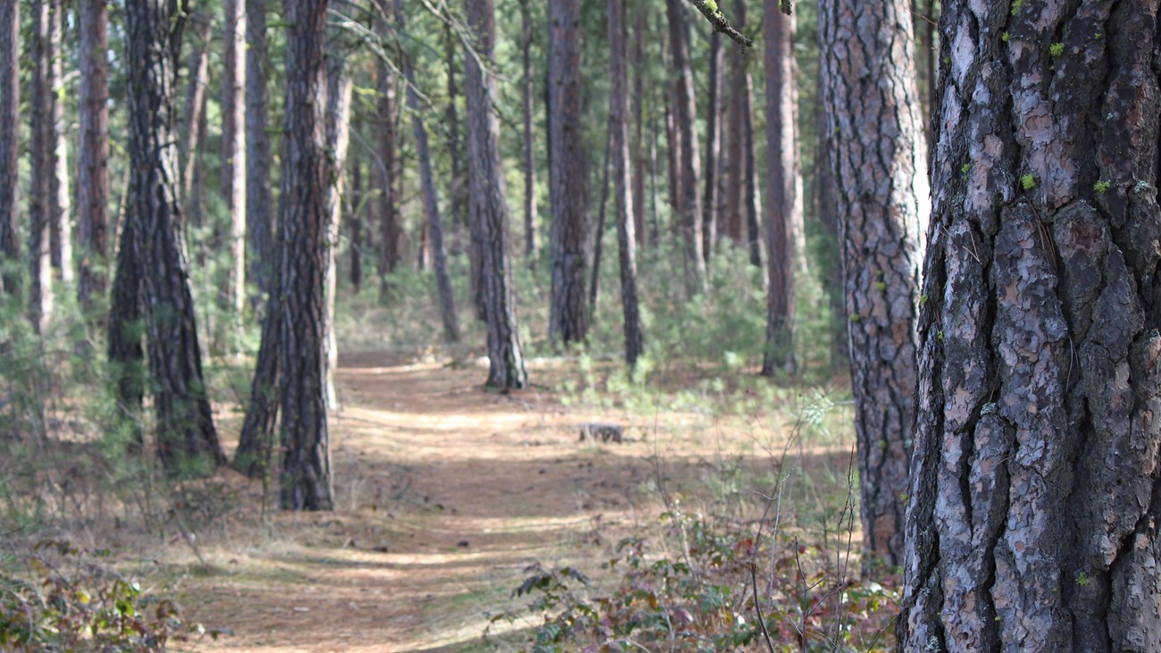 A dirt path winds through pine trees.