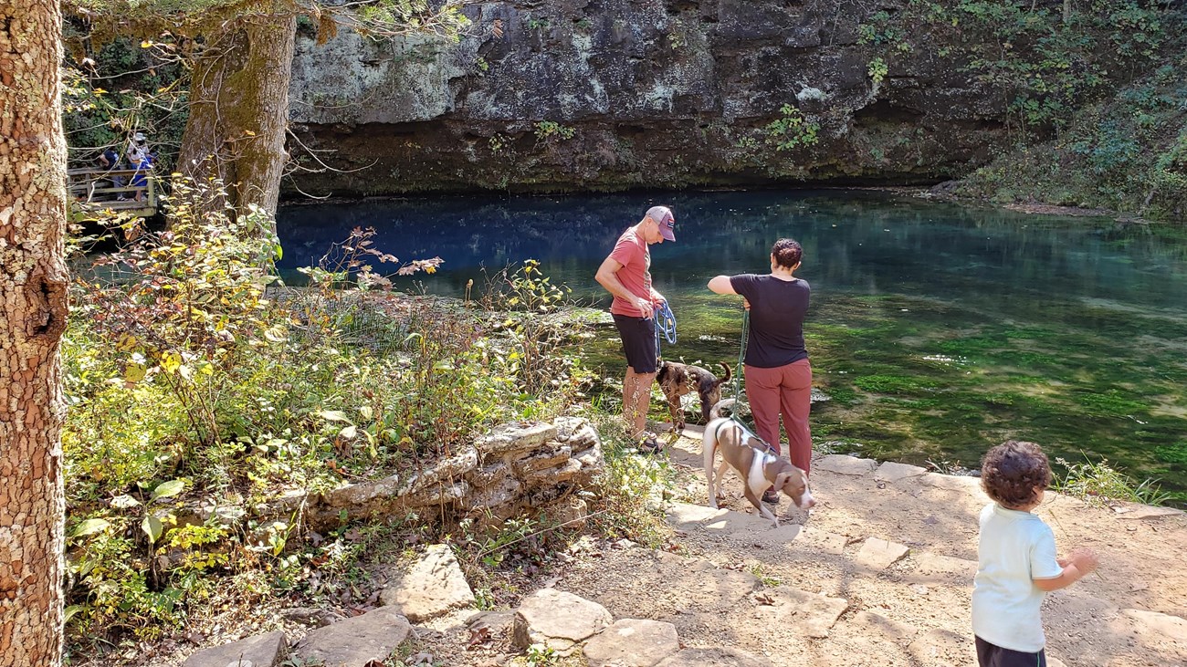 A family and dogs by the side of a blue spring with a rock trail.