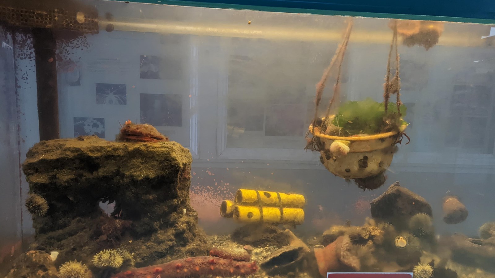 A saltwater fish tank filled with colorful marine life