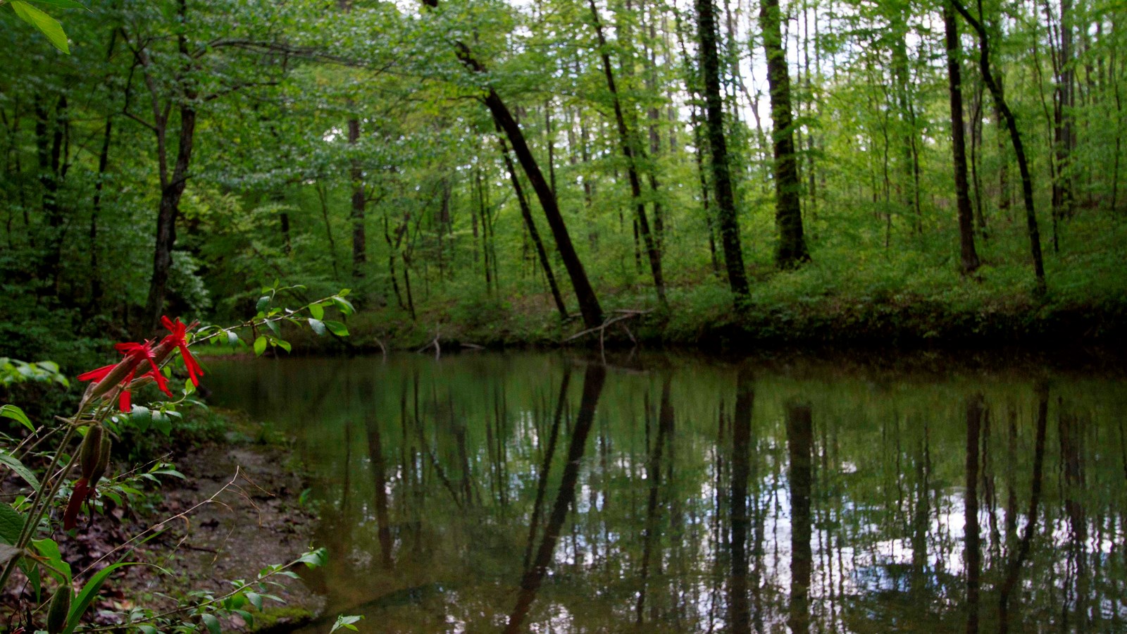 A wide stream in the forest, with red flowers on the side of the stream.