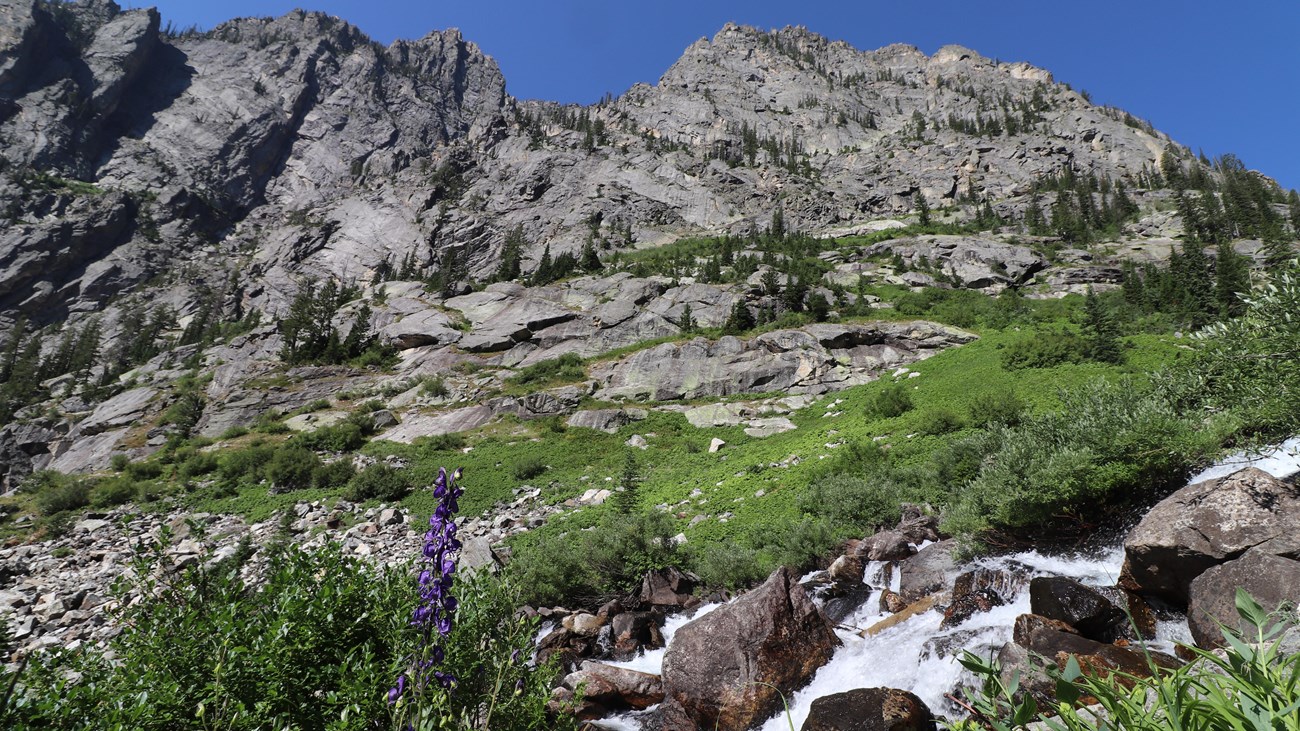 A stream rushes down a mountain canyon surrounded by vegetation and wildflowers.