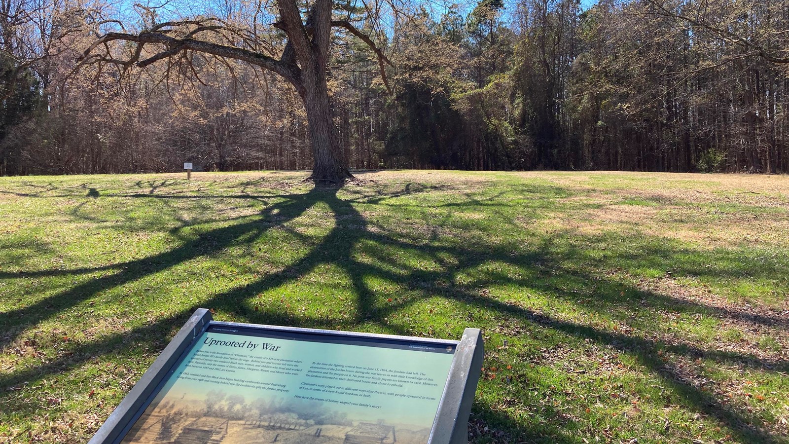 Wayside in foreground - a single tree in open lawn, and edge of forest in background.