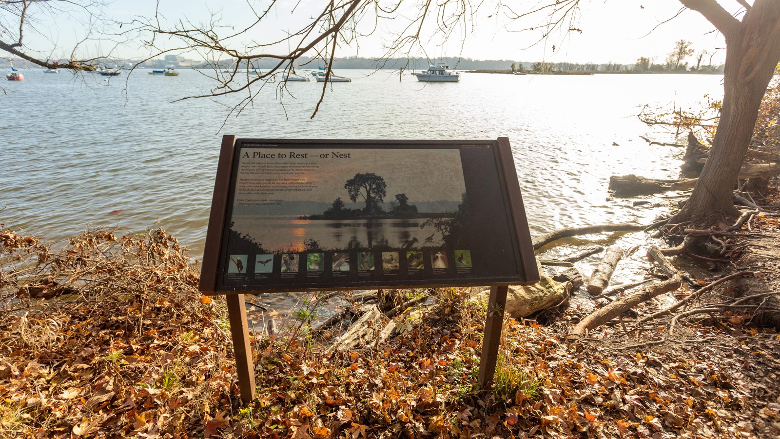 The sunrise is pictured rising over the marsh. An island of land has a tall tree in the middle. 