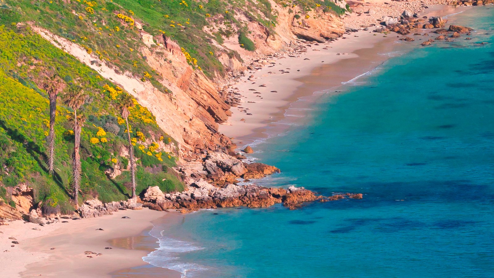 group of palm trees along beach and coastal bluffs