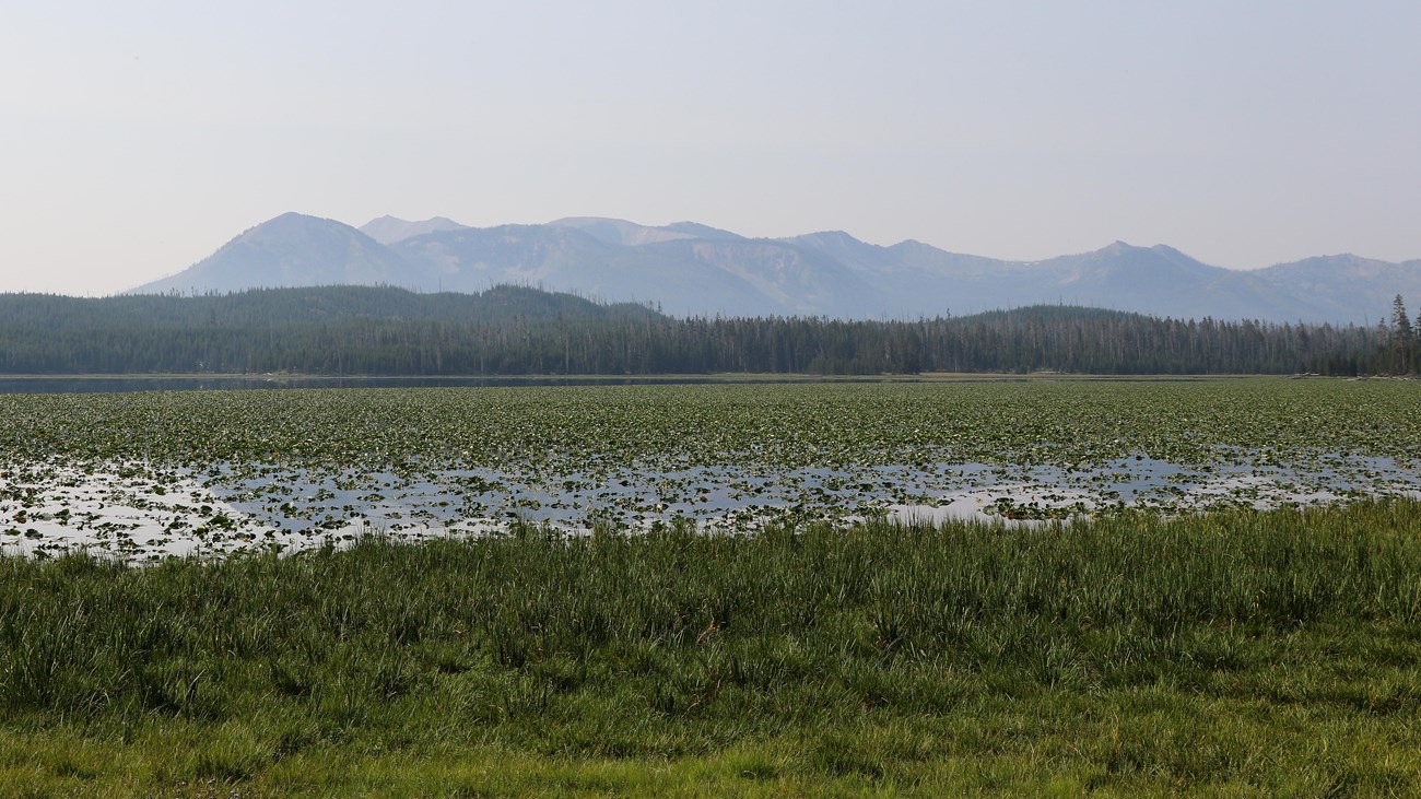 A lake covered in lily pads sits in front of a mountain.